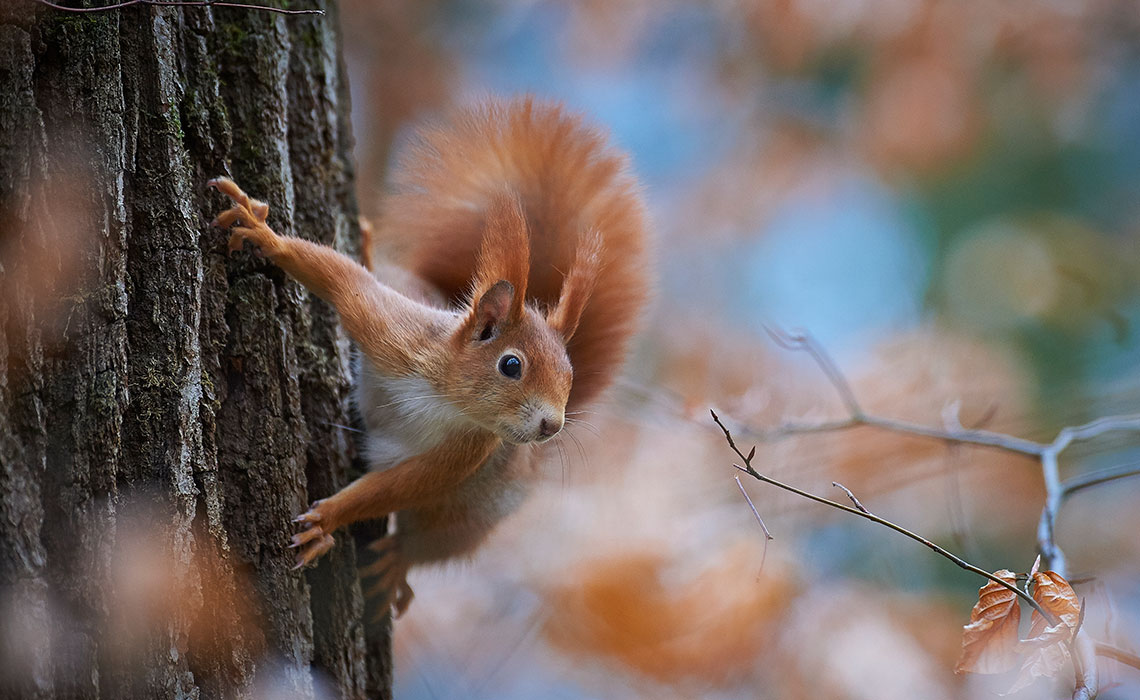 Informations plus précises - Ecureuil - Aventure en forêt - Notre forêt.  Incroyablement diversifiée.